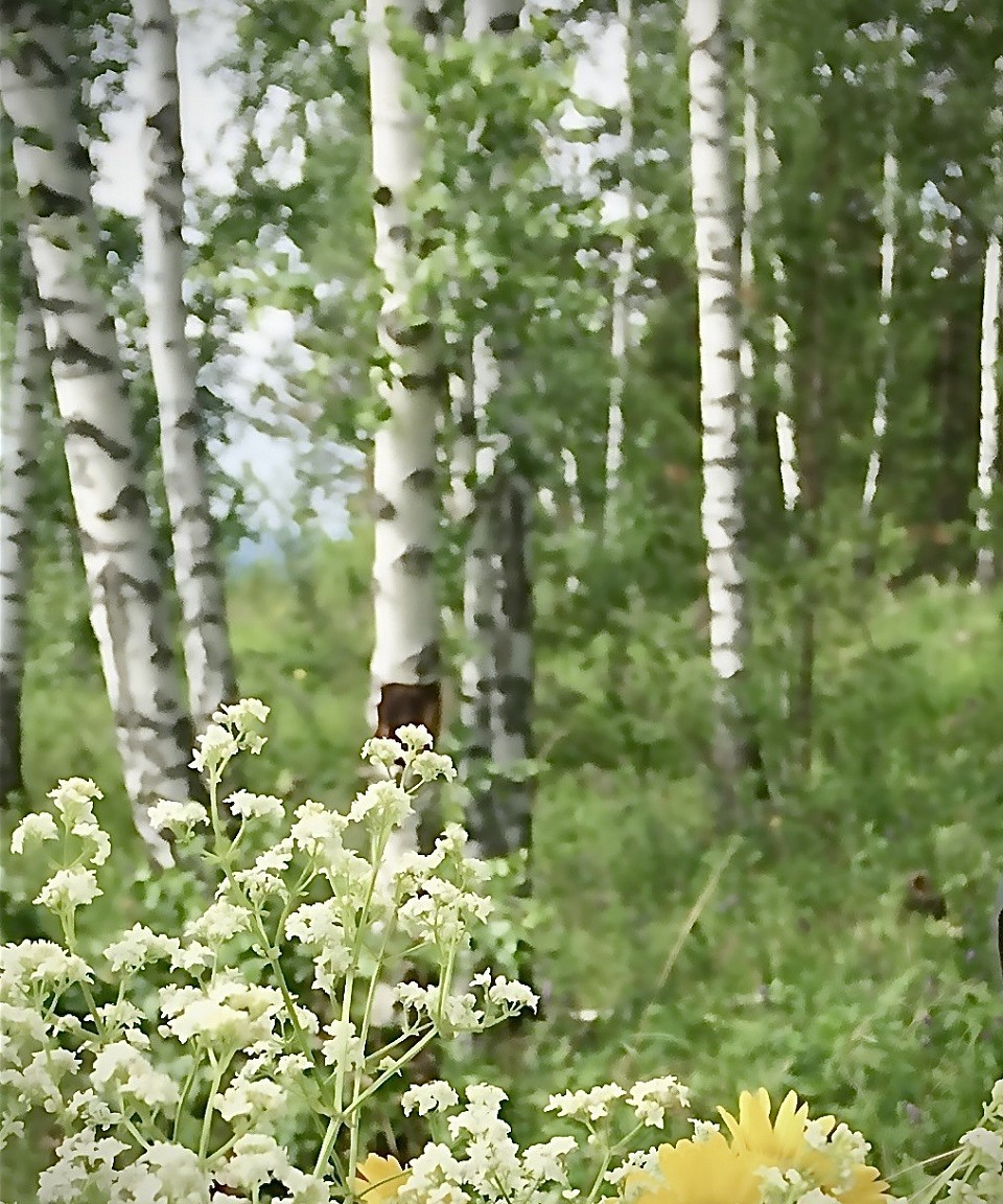 Берёзы. Нежность
