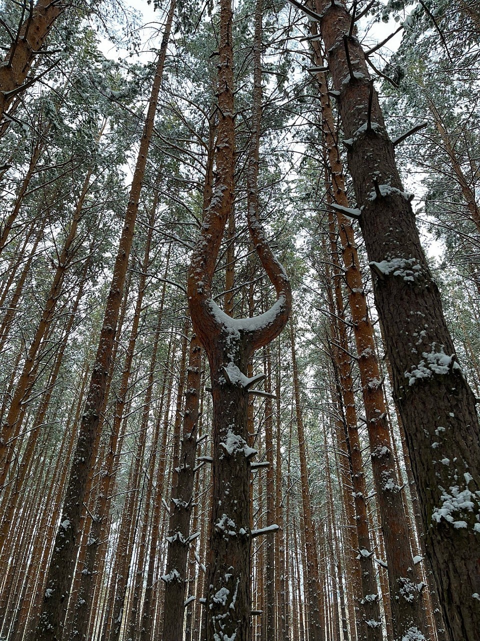 Не всем быть корабельными, увы.. но арфы тоже нам нужны.